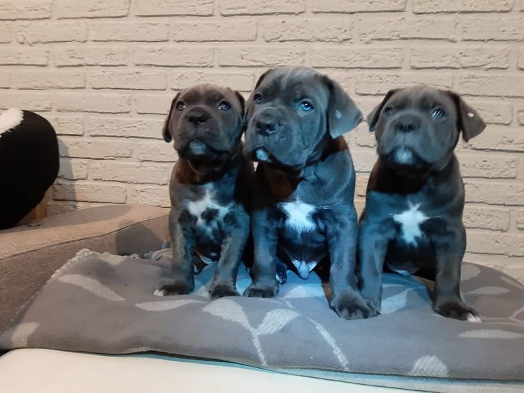 Cane Corso Welpe mit FCI Papiere zu verkaufen