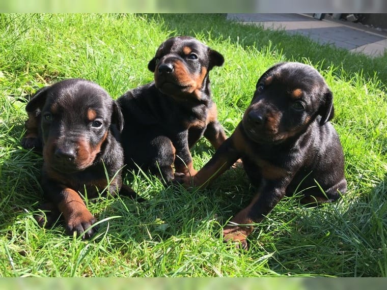 Dobermann Welpen Animaux Dobermann Welpen