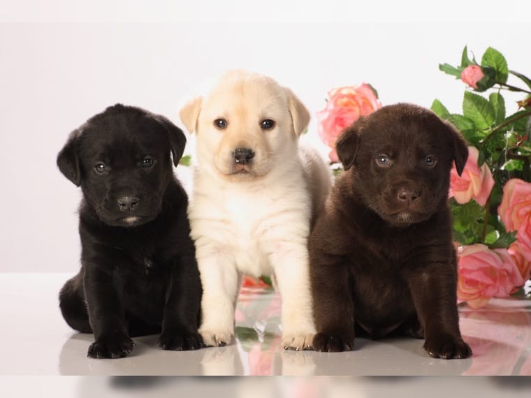 Labrador Welpen Animaux Labrador Welpen