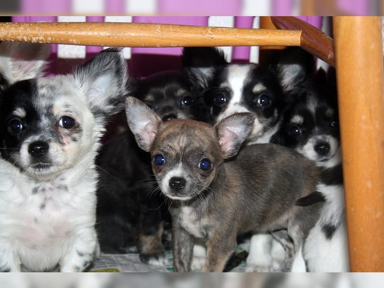 Reinrassige Chihuahuawelpen suchen ihr Traumzuhause!