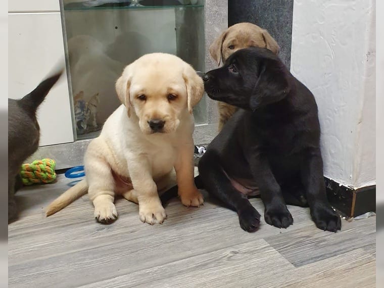 Reinrassige Labradorwelpen Animaux Reinrassige Labradorwelpen