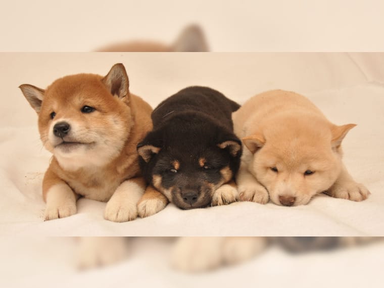 Shiba Inu Welpen 1 Rüde & 2 Hündin Animaux Shiba Inu Welpen 1 Rüde & 2 Hündin