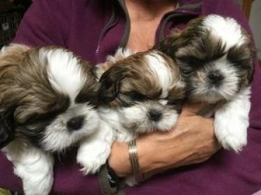 Shih Tzu Welpen Animaux Shih Tzu Welpen